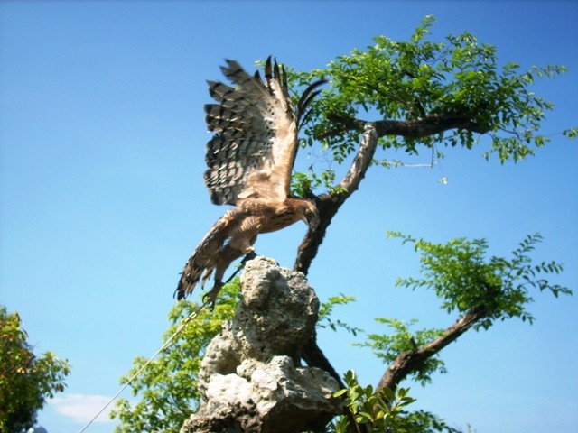 Chim lạ nghi là đại bàng núi.